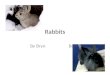 Rabbits By Bryn Belloli. Table of contents Basic Picking your pet 6 essential parts about the rabbit Breeds What they eat Rabbit grooming Glossary