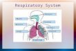 Respiratory System Mouth Lungs Bronchi Pharynx Trachea Alveoli Diaphragm