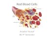 Red Blood Cells Arsalan Yousuf BS 4 th Semester. Main function is to transport hemoglobin. RBCs contain a large quantity of carbonic anhydrase, that catalyzes