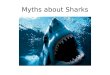 Myths about Sharks. Myth: Sharks eat Humans Fact: Most sharks do like meat but fish, squid, seal, porpoise, or whale make a shark’s perfect meal. Some