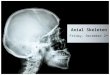Axial Skeleton Friday, December 2 nd. Skull Bones Review Mental Foramen