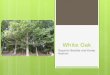 White Oak Taquirist Beattie and Karee Hashim. Common & Scientific Name White Oak Quercus alba