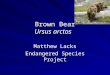 Brown Bear Ursus arctos Matthew Lacks Endangered Species Project