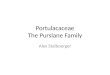Portulacaceae The Purslane Family Alex Stalboerger