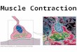 Muscle Contraction. Muscle Movement Muscle fiber must be stimulated: – By an electrical signal called muscle action potential (AP) – Delivered by motor