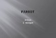Ethan 2 morgan.  Parrot in flight  The size of the parrot is 40 in.  It has bright feathers  A parrot has hook shaped  A parrot has a short neck,and
