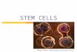 STEM CELLS Image Credit: Mesenchymal precursor cellsMesenchymal precursor cells