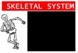 SKELETAL SYSTEM. Study of Skeletal system- Skeletelology Vertebrate skeletal system is differentiated in 2 parts- 1.Axial Skeleton. 2.Appendicular Skeleton