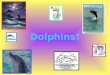 1 Dolphins! 2 Links! Dolphin Communication Dolphin World The Delphinodea Family What are Dolphins? Dolphins, dolphins, dolphins! Credits