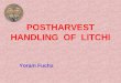 POSTHARVEST HANDLING OF LITCHI Yoram Fuchs. Introduction Litchi (Litchi chinensis Son) has originated in China. It has been cultivated for over 3000 years