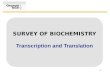 1 SURVEY OF BIOCHEMISTRY Transcription and Translation