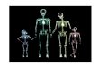 Skeletal System Osteology Types of Bones Axial Skeleton Appendicular Skeleton Arthrology Bone Disorders Cartilage Bone Formation Classification of Bones