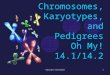 Chromosomes, Karyotypes, and Pedigrees Oh My! 14.1/14.2 1copyright cmassengale