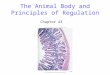 The Animal Body and Principles of Regulation Chapter 43