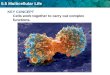 5.5 Multicellular Life KEY CONCEPT Cells work together to carry out complex functions