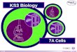 © Boardworks Ltd 2004 1 of 20 © Boardworks Ltd 2005 1 of 40 KS3 Biology 7A Cells