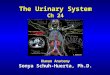 The Urinary System Ch 24 Human Anatomy Sonya Schuh-Huerta, Ph.D. C. Babaian