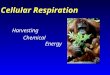 Cellular Respiration Harvesting Chemical Energy. Review: Oxidation and Reduction Oxidized atom Electron is donated Energy is donated Reduced atom Electron