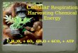 6H 2 O + 6CO 2 + ATPC 6 H 12 O 6 + 6O 2 . Recycling of Molecules for energy production