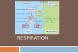 TOPIC 3.7: CELL RESPIRATION. Assessment Statements  3.7.1: Define Cell Respiration  3.7.2: State that, in cell respiration, glucose in the cytoplasm
