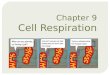 Chapter 9 Cell Respiration.  One gram of _______ “burned” (oxidized) in presence of _______ = 3811 calories of heat energy  A _______ is the amount