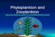 Phytoplankton and Zooplankton  