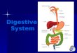 Digestive System. Organs of the Digestive System Mouth Mouth Esophagus Esophagus Stomach Stomach Small Intestine Small Intestine Large Intestine Large