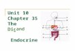 Unit 10 Chapter 35 The Digestive Endocrine Systems and