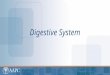 Digestive System. CPT® copyright 2012 American Medical Association. All rights reserved. Fee schedules, relative value units, conversion factors and/or