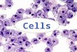 Cells. Essential Question: What are cells and how are they organized? Vocabulary: cellprokaryotes organismeukaryotes unicellularautotrophic multicellularheterotrophic