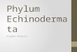 Phylum Echinodermata Kingdom Animalia. General Characteristics Name means â€œ spiny skin â€‌ 1.Exclusively marine 2.Possess a semi-flexible endoskeleton