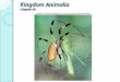 Kingdom Animalia Chapter 20. Kingdom Animalia Overview ◦ Heterotrophic, acquire food by ingestion ◦ Locomotion by means of muscles ◦ Multicellular, high