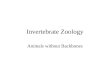 Invertebrate Zoology Animals without Backbones