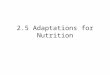 2.5 Adaptations for Nutrition. Vocabulary list I have made a vocab / definition list for you to fill in for this section