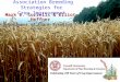 Mark E. Sorrells & Elliot Heffner Department of Plant Breeding & Genetics Association Breeding Strategies for Crop Improvement