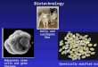 Biotechnology Dolly and surrogate Mom Genetically modified rice. Embryonic stem cells and gene therapy
