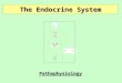 The Endocrine System Pathophysiology. A & P Review of Endocrine System