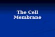The Cell Membrane. Purpose of the membrane Purpose of the membrane 1) Transport raw materials into the cell. 2) Transport manufactured products and wastes