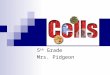 5 th Grade Mrs. Pidgeon Vocabulary CELL VIDEO A-6 Who discovered that cells exist? Robert Hooke discovered the cell
