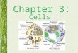 Chapter 3: Cells 1. In 1665, An English Scientist Robert Hooke used a 3 lens microscope to examine thin slices of cork. Hooke noticed the cork was made