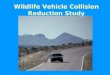 Wildlife Vehicle Collision Reduction Study. Why This Study