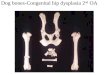 Dog bones-Congenital hip dysplasia 2 nd OA. Congenital hip dysplasia-2 nd OA, small head to neck ratio