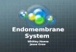 Endomembrane System Whitley Hanna Jesse Crow. Endomembrane System Membranes that are suspended in cytoplasm in a eukaryotic cell The membranes divide