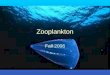Zooplankton Fall 2006. Plankton Holoplankton Meroplankton Plankton Classification