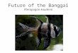 Future of the Banggai Pterapogon kauderni. MACNA XX presentation Aquarium trade Threat to Pterapogon kaudneri Eric Borneman, Alex Vagelli, Frank Marini,