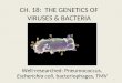 CH. 18: THE GENETICS OF VIRUSES & BACTERIA Well-researched: Pneumococcus, Escherichia coli, bacteriophages, TMV 1