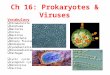 Ch 16: Prokaryotes & Viruses Vocabulary  Stromatolite  Arachaea  Bacteria  Coccus  Bacillus  Spirochete  Binary fission  Endospore  Cyanobacteria