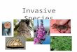 Invasive Species. Apparently harmless animals and plants that are transported around the world. In their new habitats invasive species reproduce rapidly
