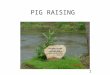 PIG RAISING 1. A Healthy Environment Shade because pig have no sweat gland in their skin Generally Temp for adult is 10 – 27 C Generally Temp baby pig
