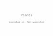 Plants Vascular vs. Non-vascular. Definition Vascular plants = contain tubelike, elongated cells through which water, food, and other materials are transported